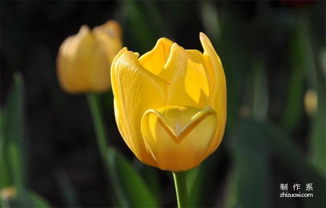 The flower language of tulips and the meanings expressed in different quantities