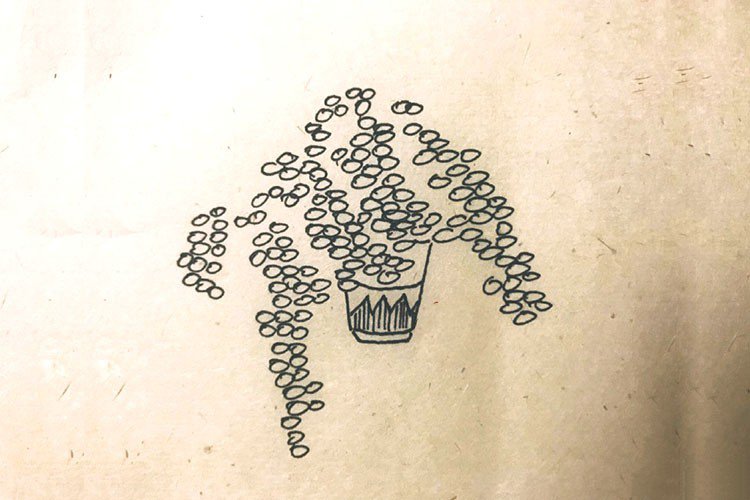 A very artistic set of simple drawings of potted plants