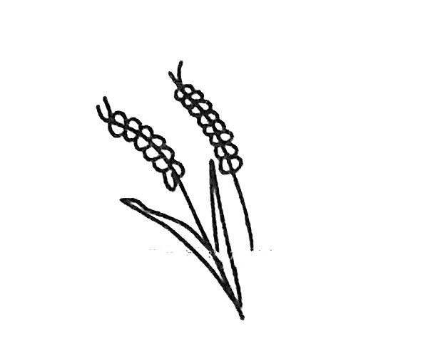 Draw beautiful wheat ears in four steps