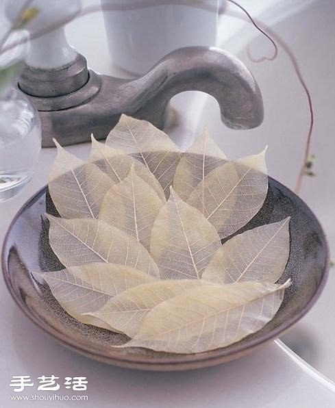 Feather-like leaf specimens