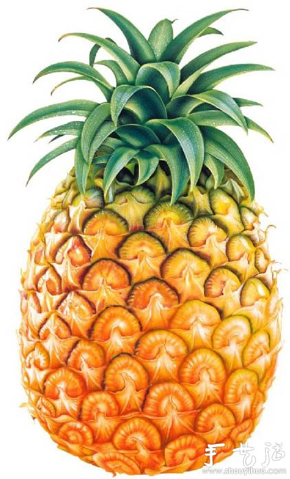 Illustrated tutorial on growing pineapples at home