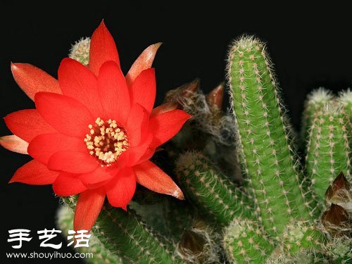 Cactus flowering cultivation suggestions