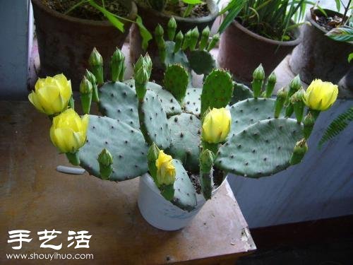 Cactus flowering cultivation suggestions