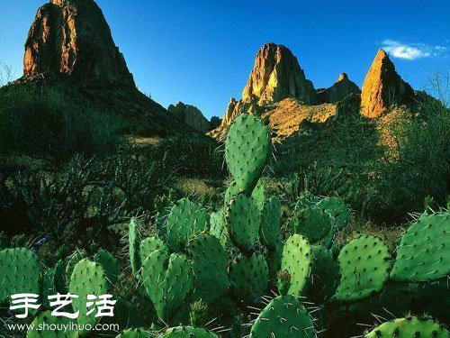 Cactus flowering cultivation suggestions