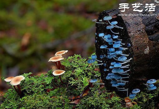 Beautiful and dreamy mushrooms, it turns out that mushrooms can also be watched