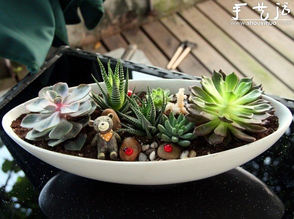 Succulents Handmade Potted DIY