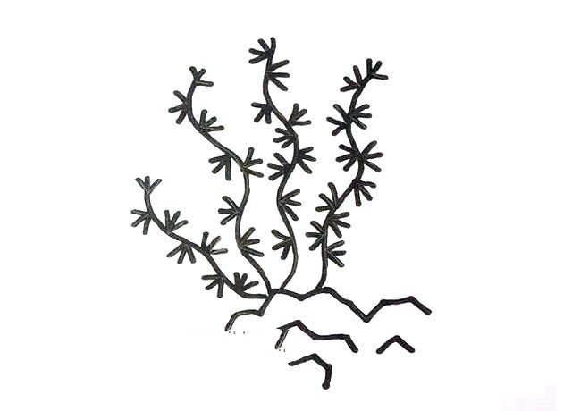 6 simple drawing pictures of marine plants