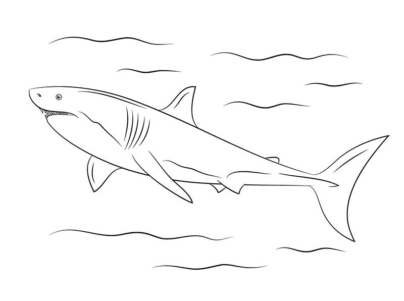 Great white shark simple strokes picture