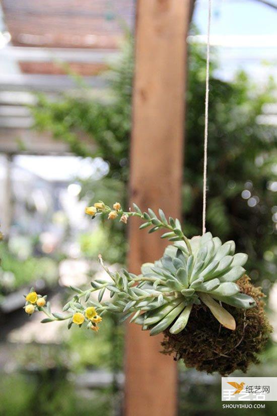 How to hang succulents without pots