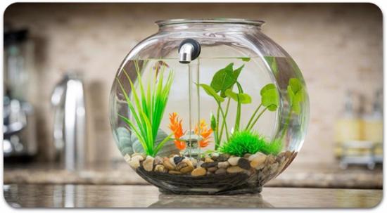 Fish tank with automatic drain and water change