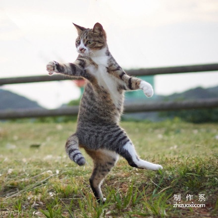 Ninja cats in the lens of Japanese photographer Hisakata Hiroyuki