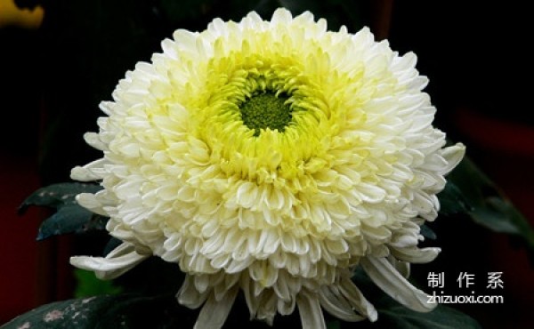 What is the flower language of chrysanthemum and what does it mean?