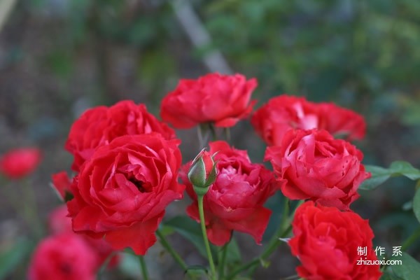 The flower language of rose flowers