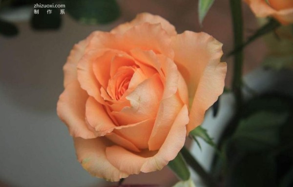 Complete collection of flower language of roses with pictures