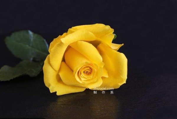 Complete collection of flower language of roses with pictures