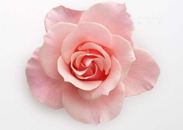 Complete collection of flower language of roses with pictures