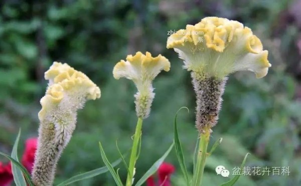 Pictures of the flower language and legendary origin of Cockscomb