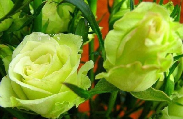 Complete collection of flower language of roses with pictures