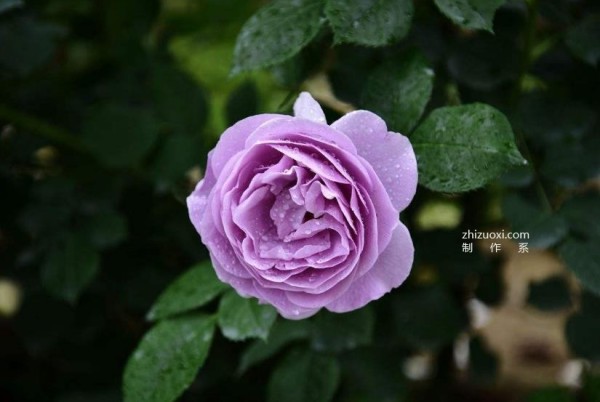 Complete collection of flower language of roses with pictures