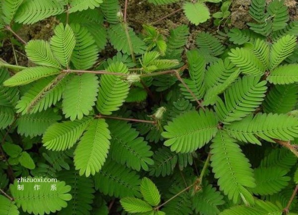 Mimosa flower language picture