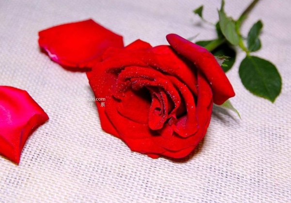 Complete collection of flower language of roses with pictures