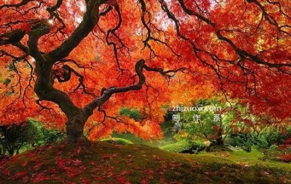 The ten most beautiful trees in the world