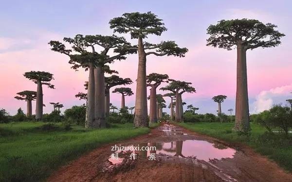 The ten most beautiful trees in the world