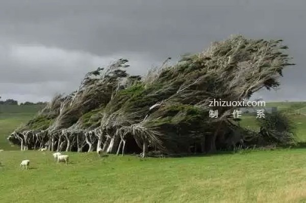 The ten most beautiful trees in the world