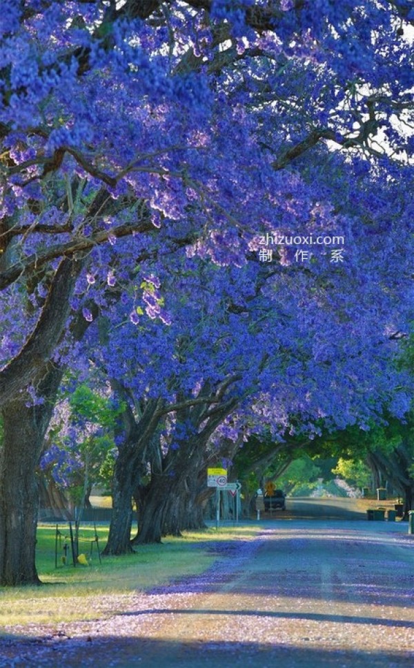 The ten most beautiful trees in the world