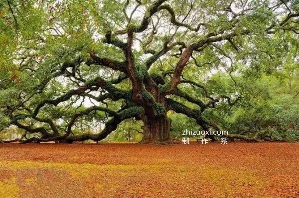 The ten most beautiful trees in the world