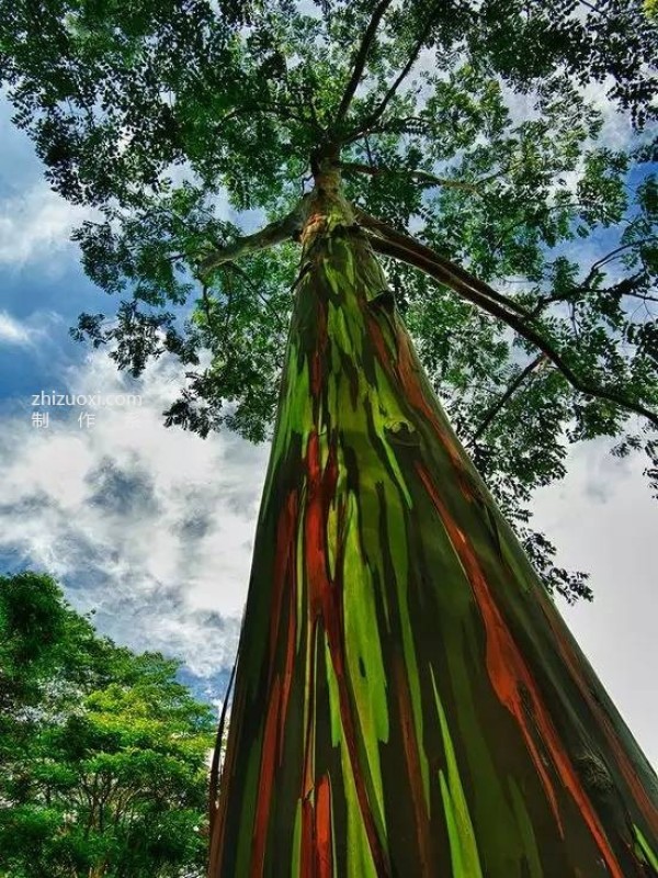 The ten most beautiful trees in the world