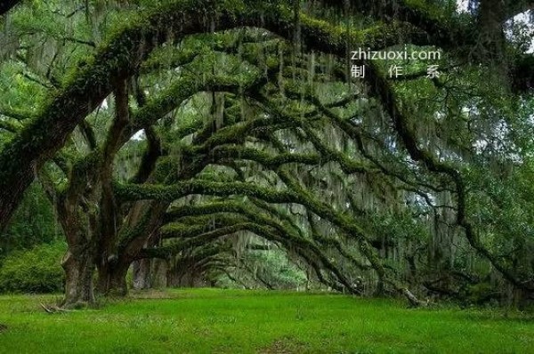 The ten most beautiful trees in the world