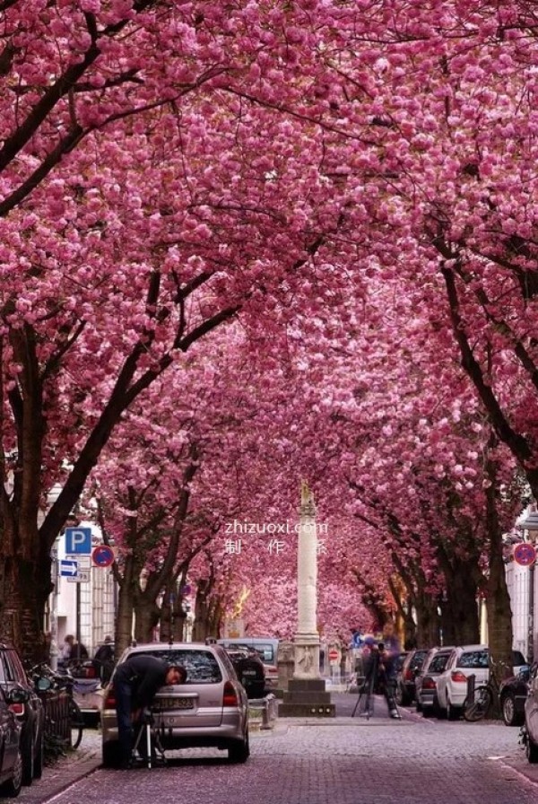 The ten most beautiful trees in the world