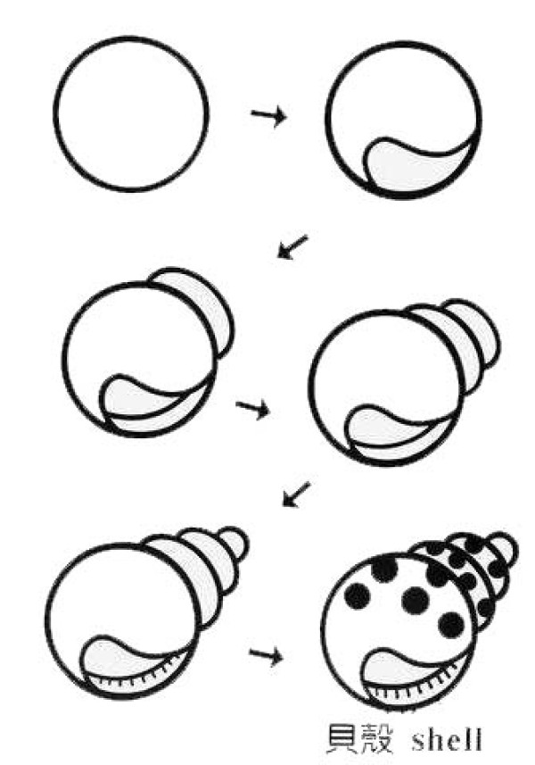 How to draw a simple picture of a shell