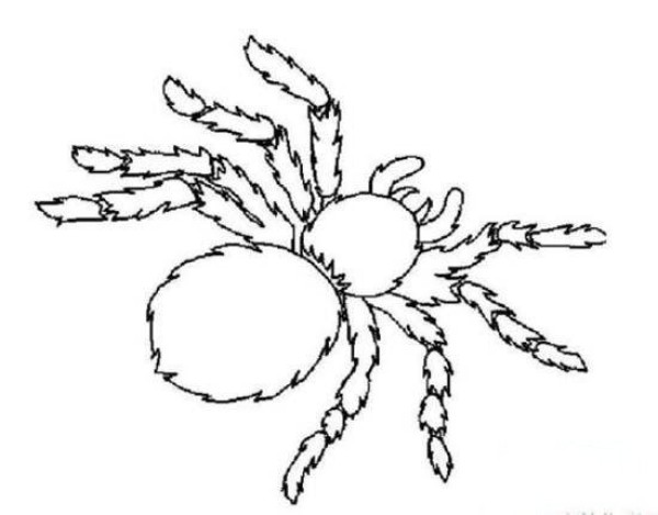 Primary school students' simple drawings of black and white spiders