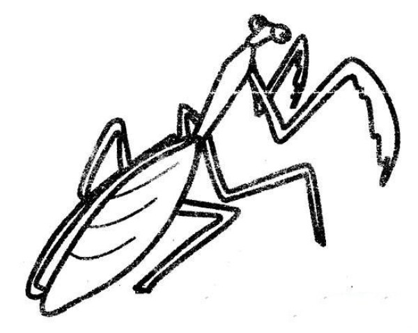 Elementary school students' simple drawings of praying mantises