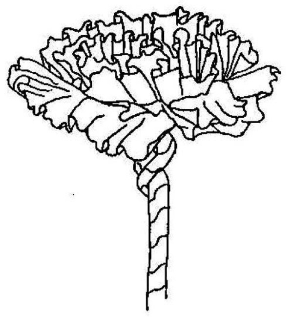 Carnation flowers simple drawing pictures