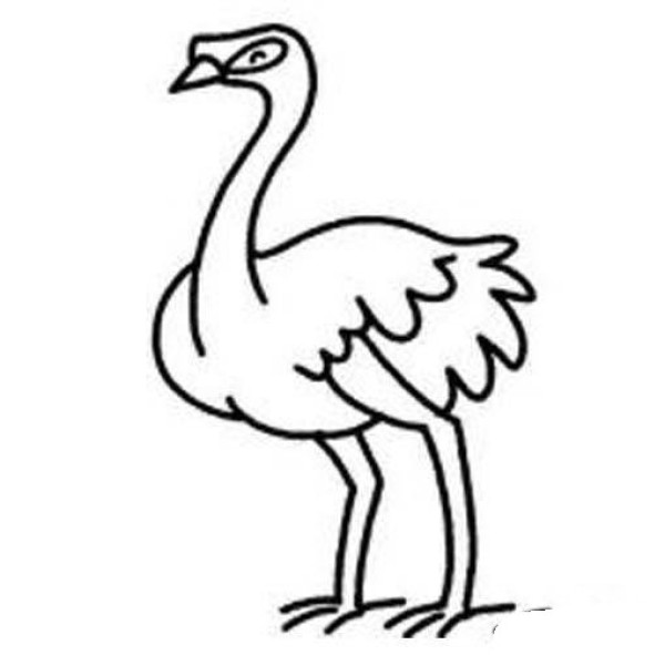 Complete picture collection of simple strokes of ostrich for children