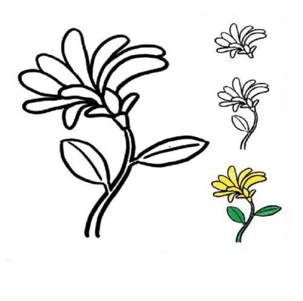 Color simple drawing of chrysanthemum