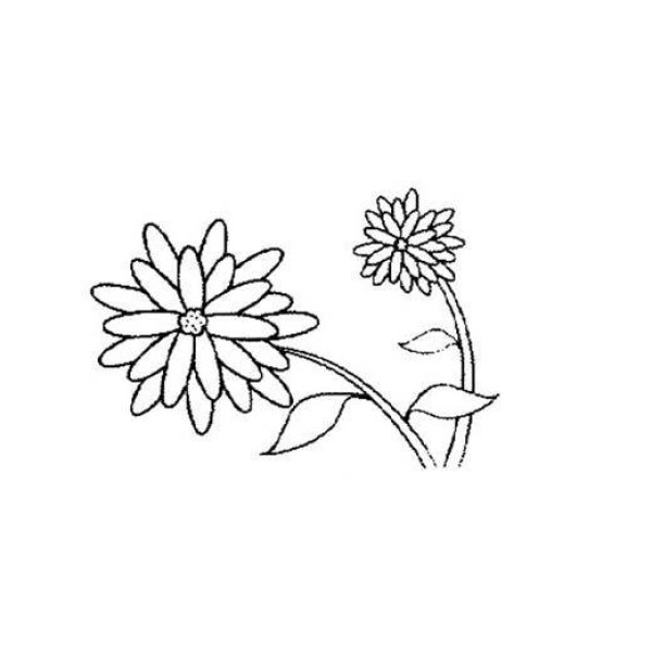 Simple drawing of flower: chrysanthemum