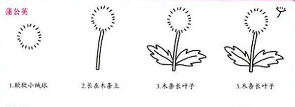 Steps to draw a dandelion in simple strokes: How to draw a dandelion