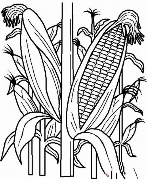 Simple drawing of corn stalks