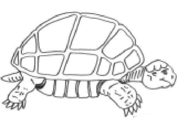 Complete collection of simple strokes of old turtle