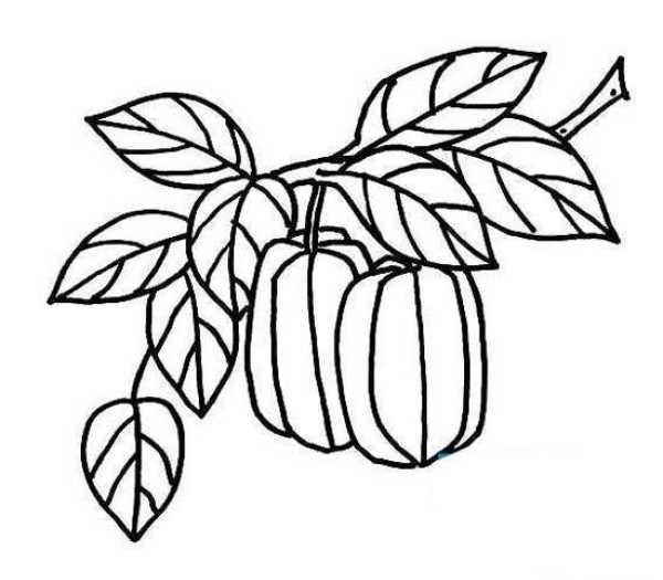 A complete collection of simple drawing pictures of carambola on the tree