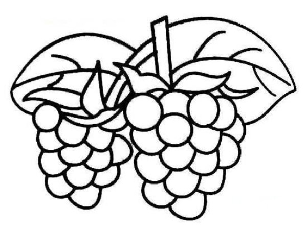 Simple drawing of two bunches of grapes