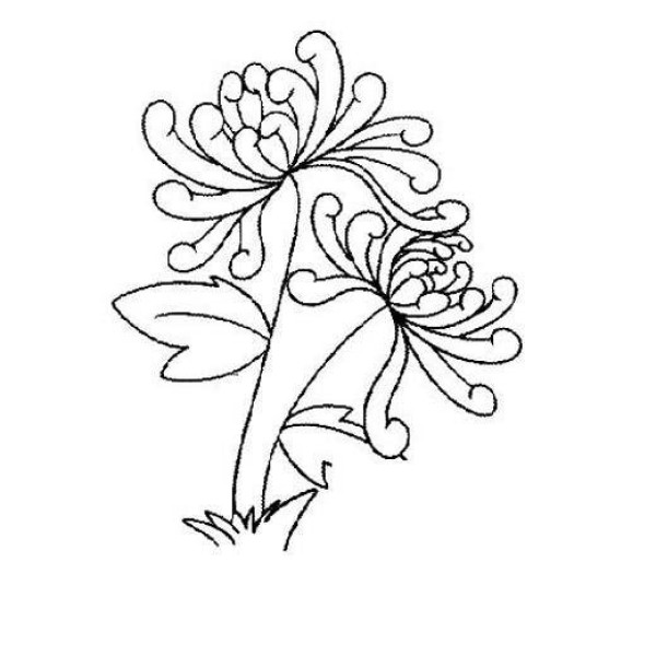 Simple drawings about chrysanthemums