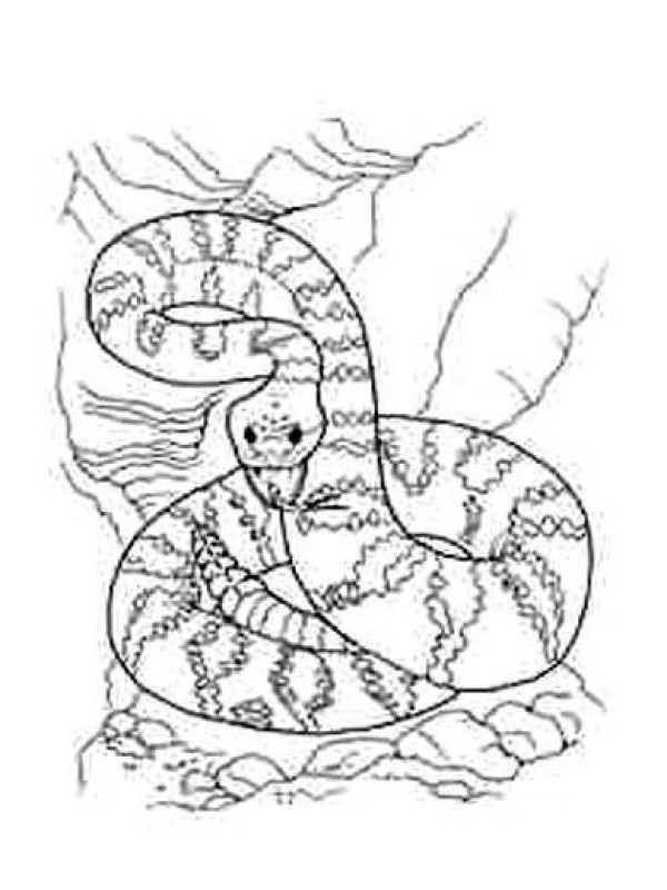 Rattlesnake simple strokes picture