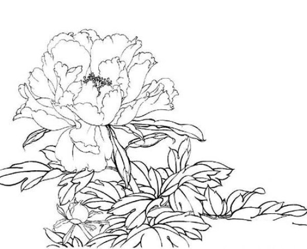 National flower peony simple strokes picture