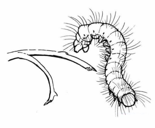 Insect simple drawing: caterpillar