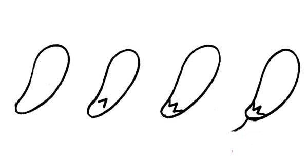 How to draw eggplant simple strokes for children